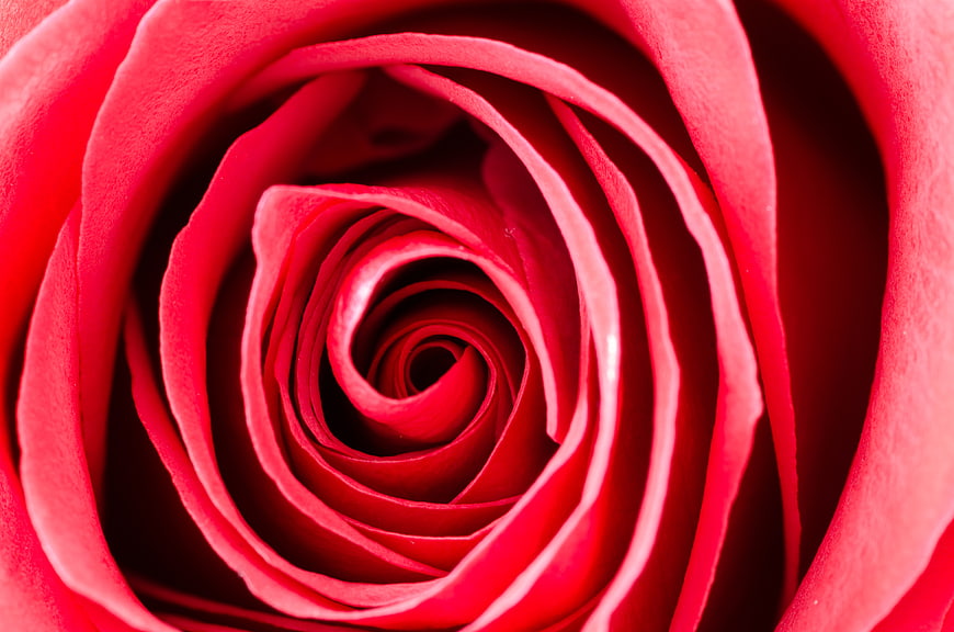 Macro Close-Up of Red Rose Petal Spiral Texture