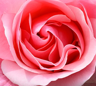 Macro Close-Up of Vibrant Pink Rose Petals