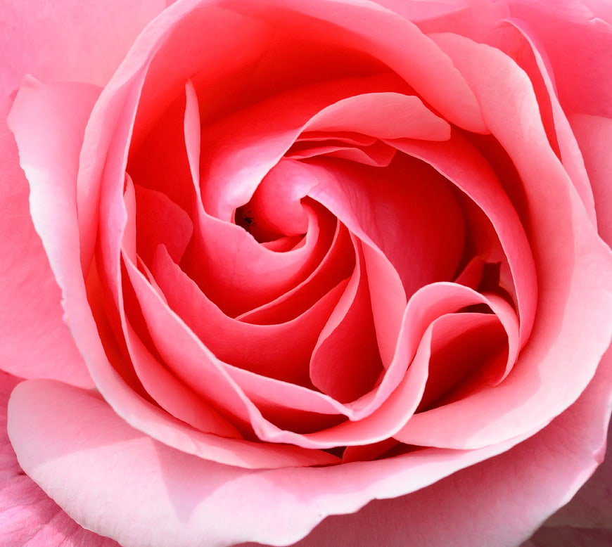 Macro Close-Up of Vibrant Pink Rose Petals