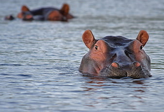 Close-up of Hippo Head Emerging from Water