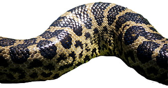 Close-up of python snake scales texture on white background