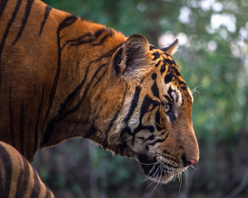 Close-up profile of a majestic tiger in the wild
