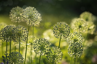 Backlit Allium Flowers in a Green Garden