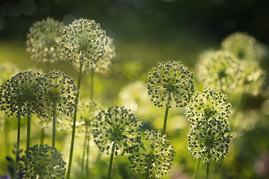 Backlit Allium Flowers in a Green Garden