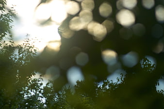 Abstract green bokeh background with sunlight filtering through leaves