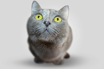 Close-up of a gray cat with bright yellow eyes looking up
