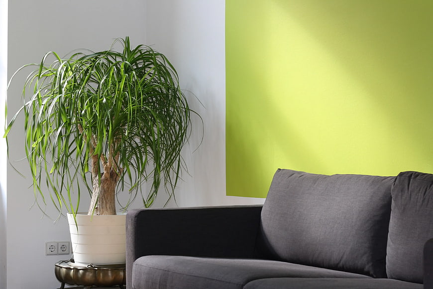 Modern Living Room with Green Plant and Gray Sofa