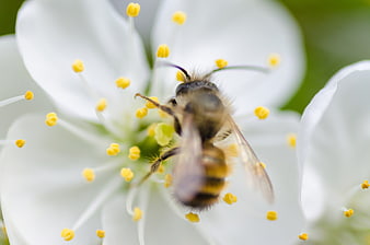 Macro shot of a honeybee pollinating a white flower