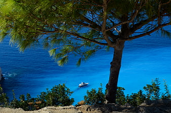Mediterranean pine tree framing blue sea with yacht