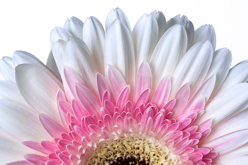 Close-up of a white and pink gerbera daisy on white background