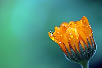 Close-up of orange flower bud with water droplets on green background