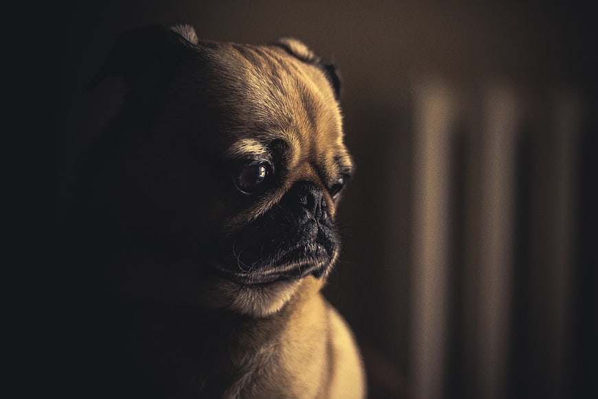 Close-up of a Fawn Pug in Dramatic Lighting