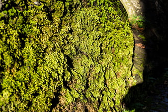 Close-up of vibrant green moss on tree bark in sunlight