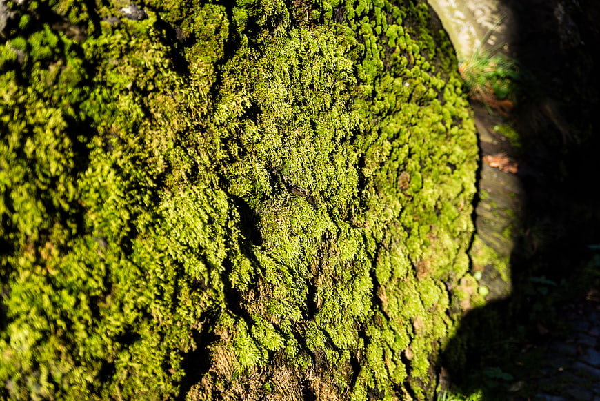 Close-up of vibrant green moss on tree bark in sunlight