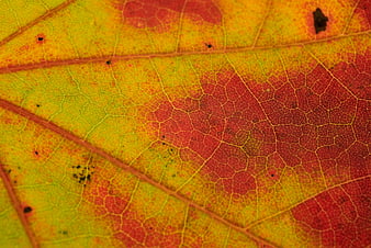 Macro Close-Up of Colorful Autumn Leaf Veins and Texture