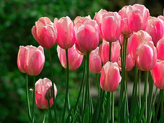 Vibrant Pink Tulips Blooming in a Garden