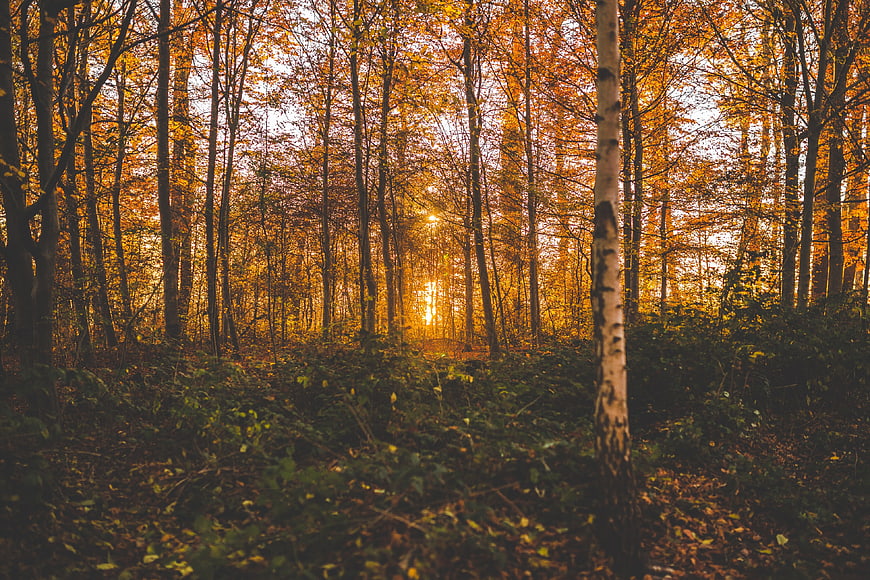 Sunlight streaming through golden autumn forest trees