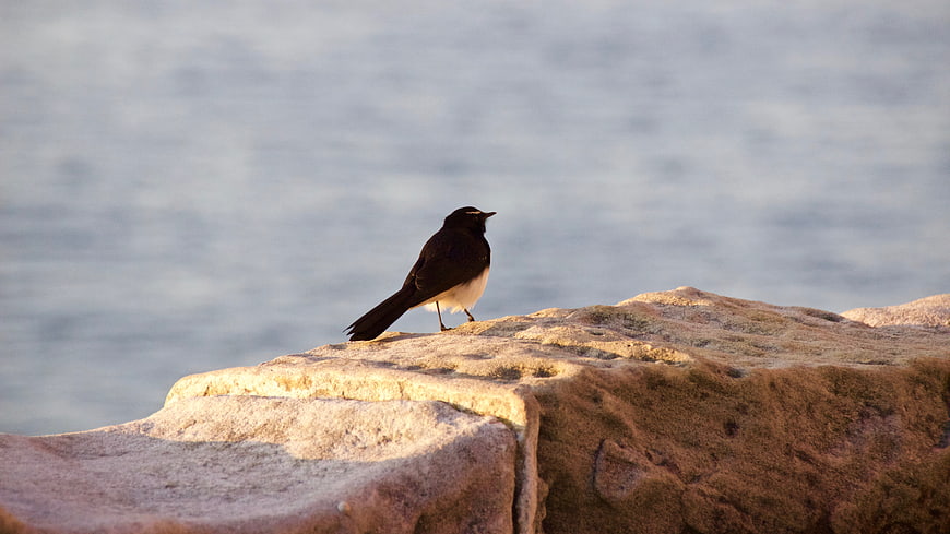 Black and White Bird Perched on Rocky Coastline