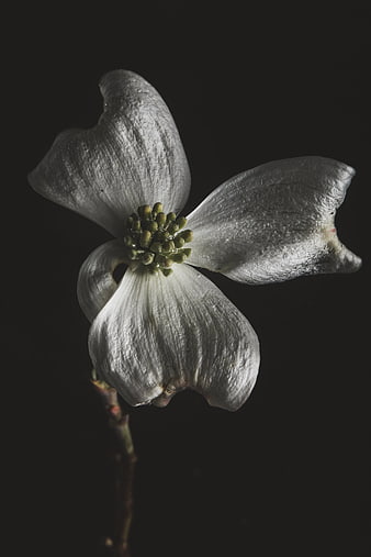 Withered white dogwood flower on dark background