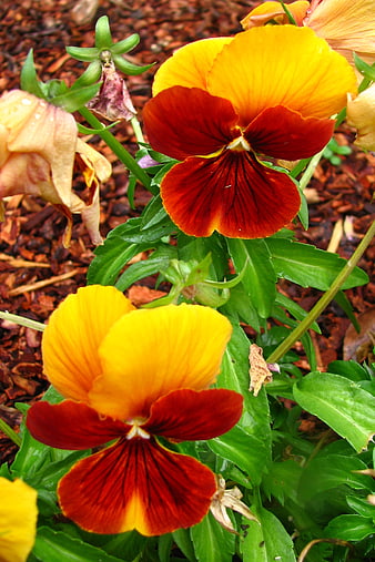 Vibrant Orange and Yellow Pansies in Garden Bed