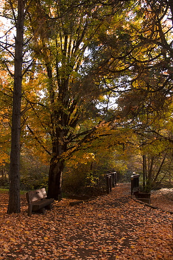 Serene Autumn Park Path with Golden Foliage and Wooden Bench