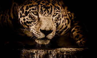 Close-up of a Jaguar Drinking Water in Dark Jungle