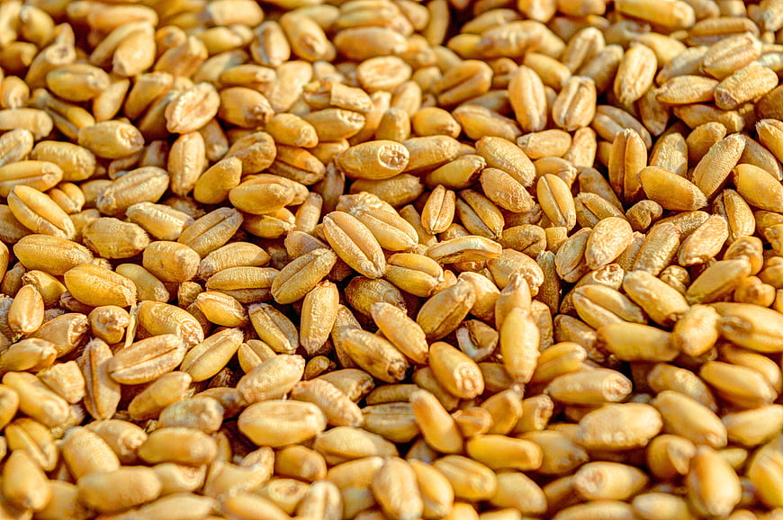 Close-up of golden wheat kernels texture background