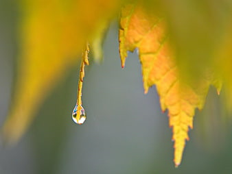 Macro shot of water droplet on yellow autumn leaf