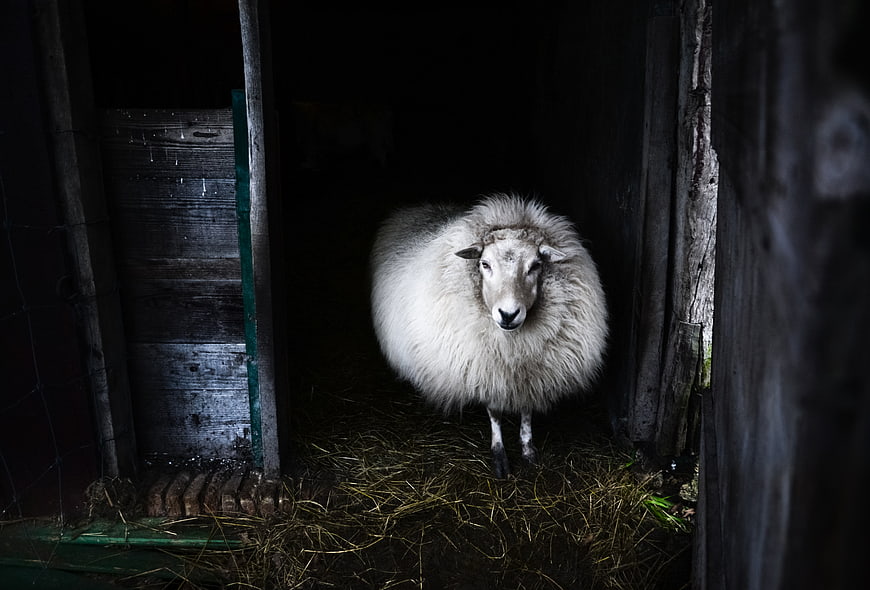 Fluffy white sheep standing in dark barn doorway