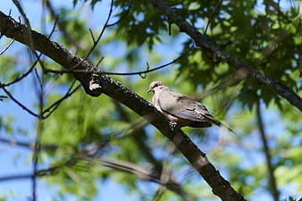 Mourning Dove Perched on Tree Branch in Sunlight