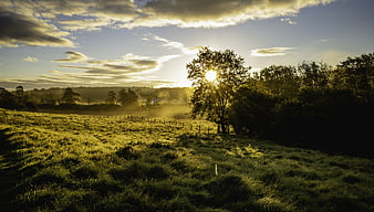 Golden Sunrise Over Misty Green Pasture with Trees