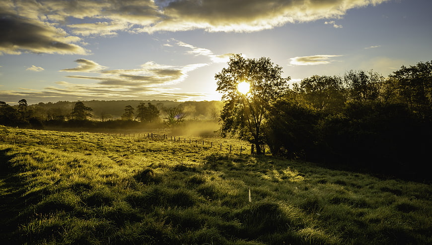 Golden Sunrise Over Misty Green Pasture with Trees