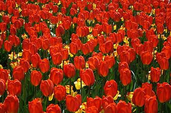 Vibrant Red Tulip Field with Yellow Accents