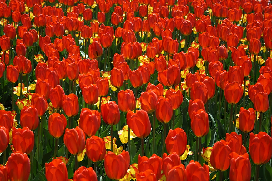 Vibrant Red Tulip Field with Yellow Accents
