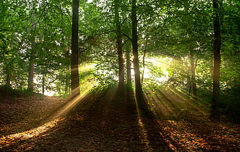 Sunbeams streaming through green forest trees