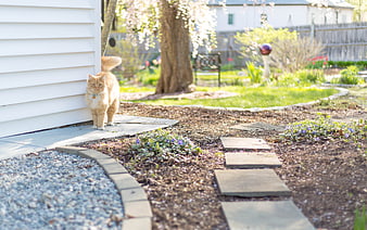Fluffy Orange Cat Standing on Garden Pathway