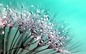 Macro Dandelion Seeds with Water Droplets on Teal Background