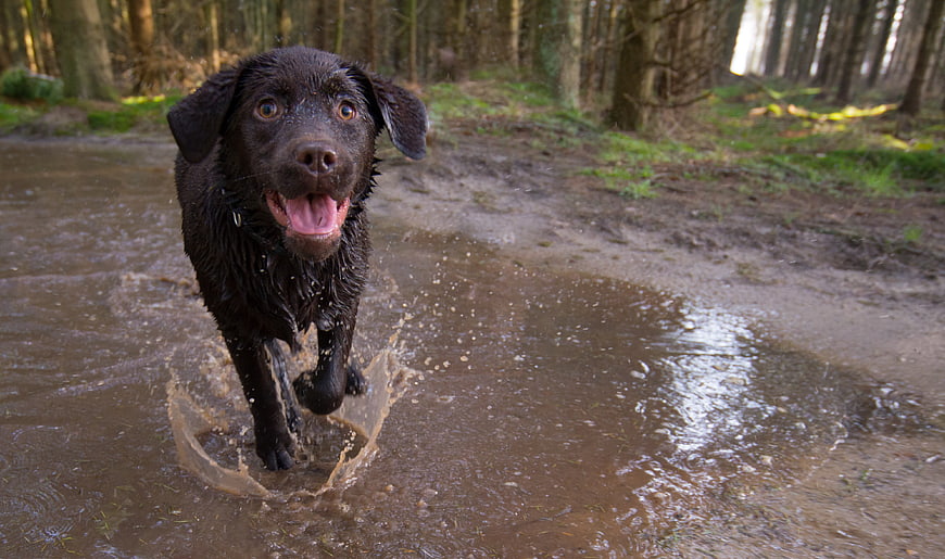 Happy Chocolate Labrador Retriever Running Through Muddy Puddle in Forest