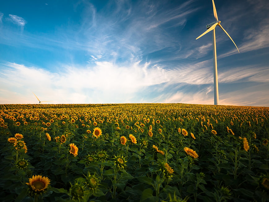Sunflower Field with Wind Turbines at Sunset